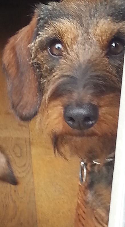 Belangstelling voor een pup